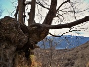 64 Il sentiero sopra queste radici esposte